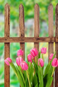 How to Get More Out Your Garden Fence