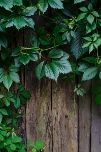 plants for walls and fences