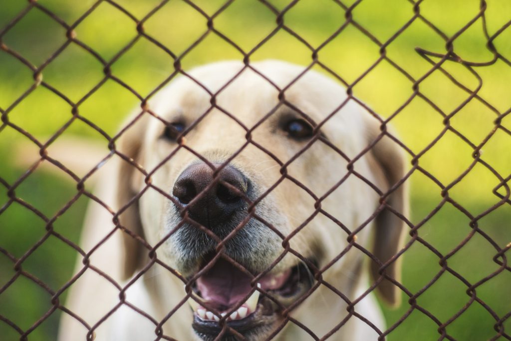 fence dog chain link keep proof run ground barking fences neighbors runs retriever making put pen behind yard tips labrador