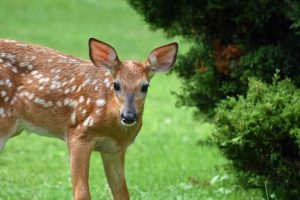 The Basics of Deer Fences 