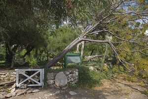 What Do I Do If My Tree Falls on My Fence?