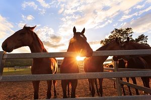 Do You Own Horses? Keep Them Safe with a Vinyl Fence 