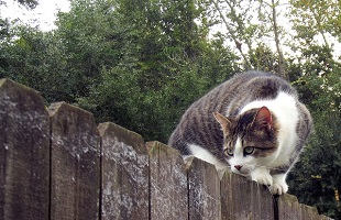 How to Design Pet-Friendly Fences