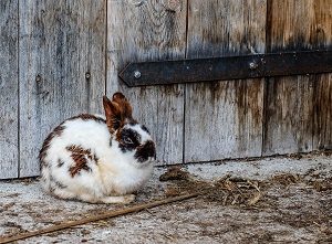 Fencing Ideas for Keeping Animals Out of Your Yard