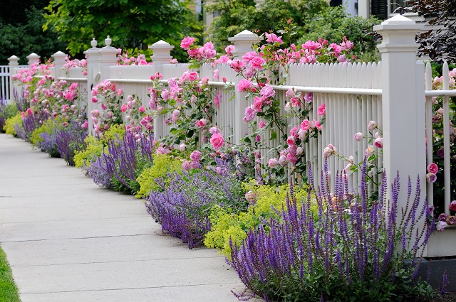4 Climbing Plants That Will Beautify Your Fence
