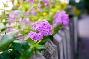 Residential Fences: Advice on How to Grow Fence-Friendly Vines 