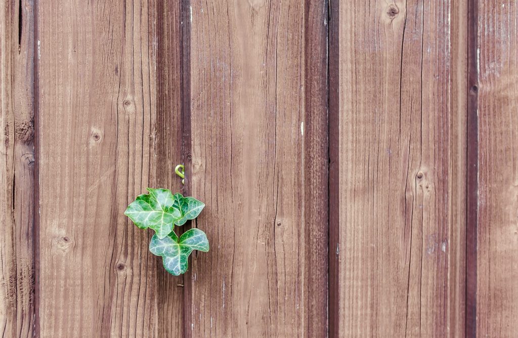 Do You Need to Rejuvenate Your Wood Fence?