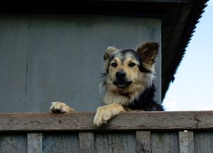 fencing solutions pet fences pet dog hercules fence virginia beach 