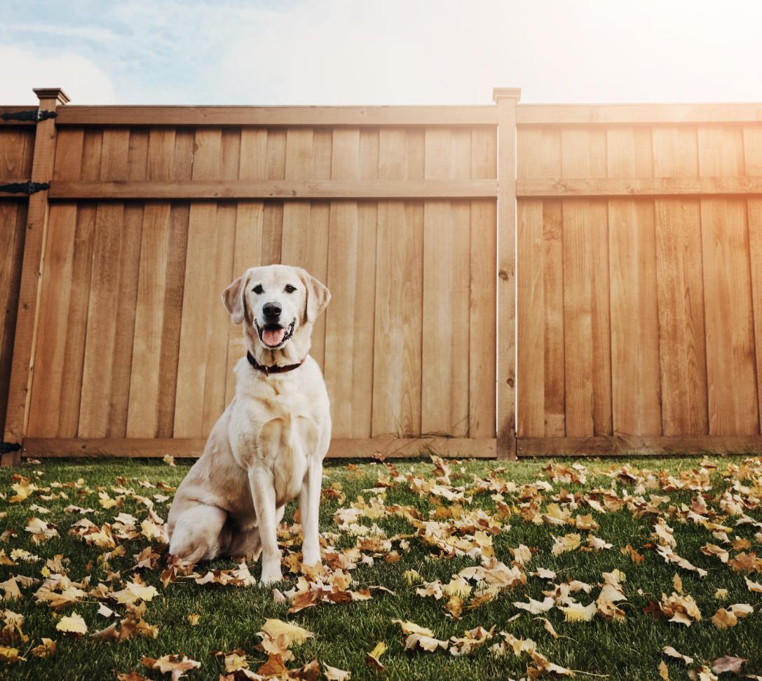 6 Fencing Tips to Keep Your Pets Safe hercules fence virginia beach