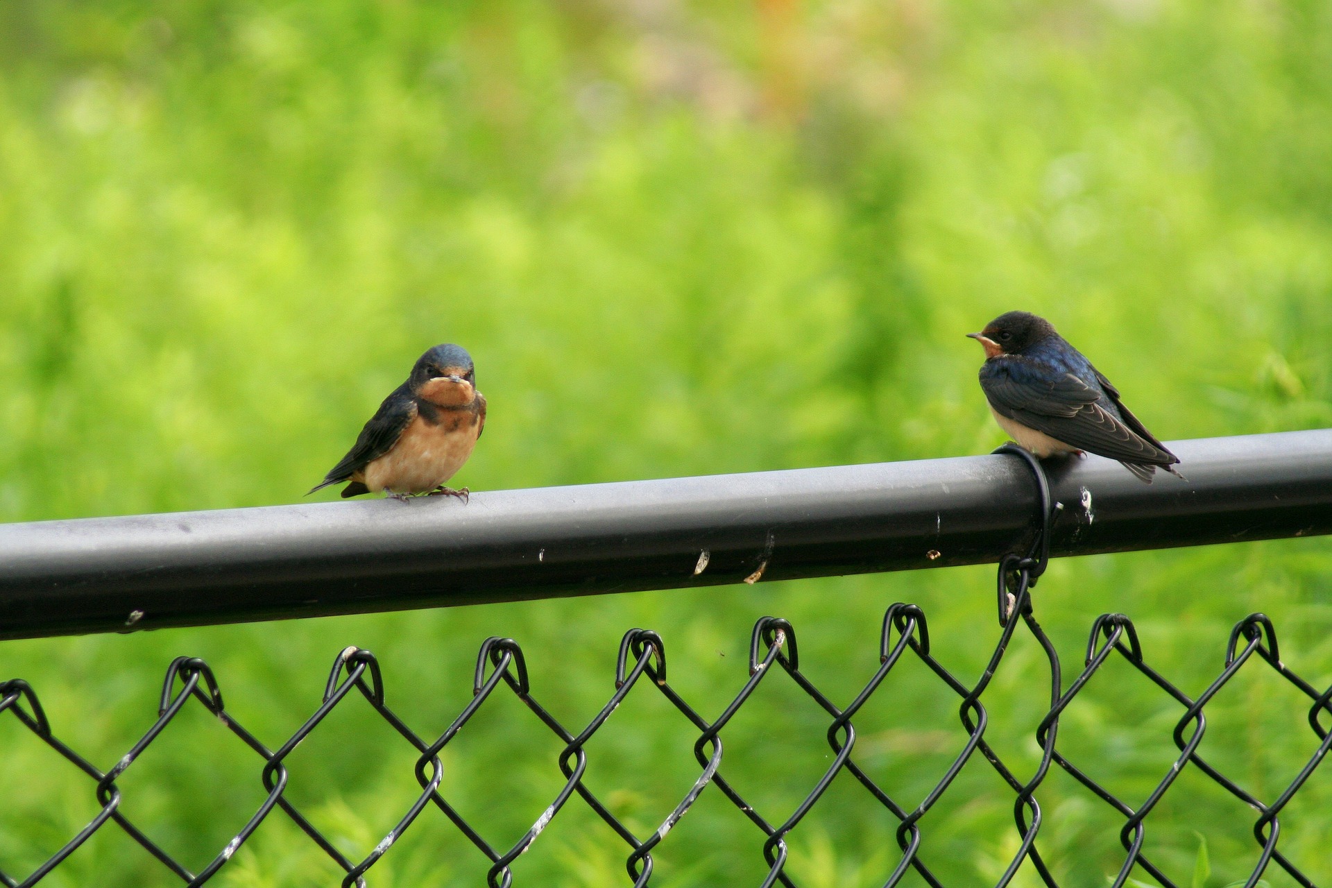Maintaining Your Chain Link Fence hercules fence virginia beach