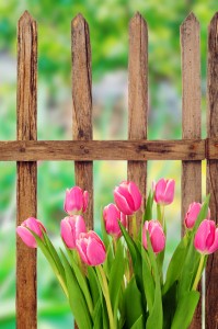 fence, curb appeal 