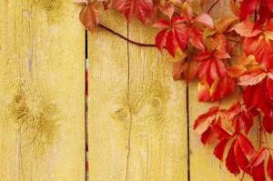 autumn fence maintenance