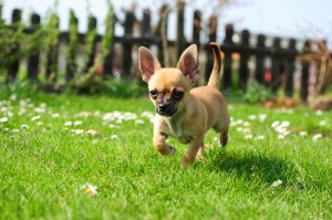 dog fences