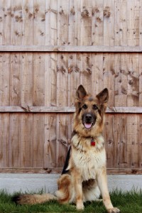 dog fence